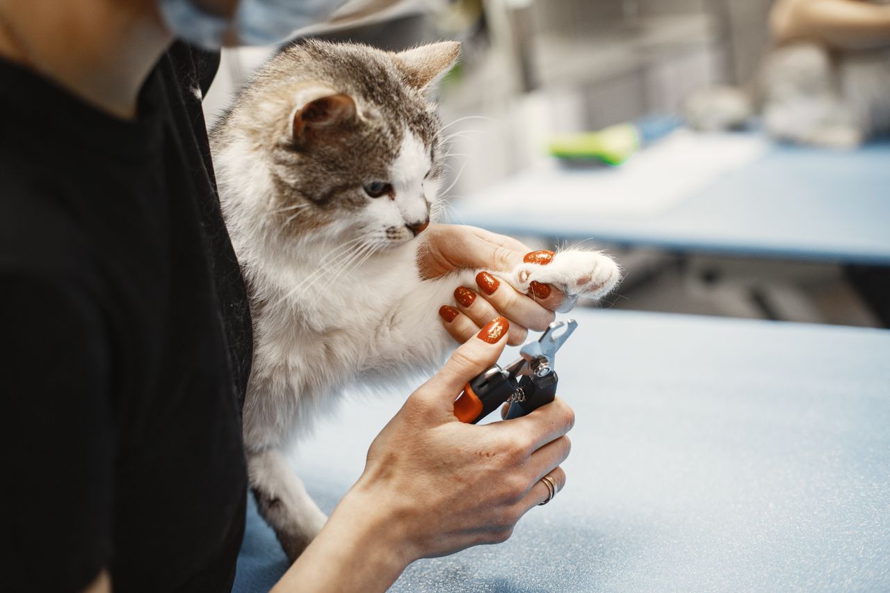 Close-up of a woman trimming a cats claw using nail clippers at home.