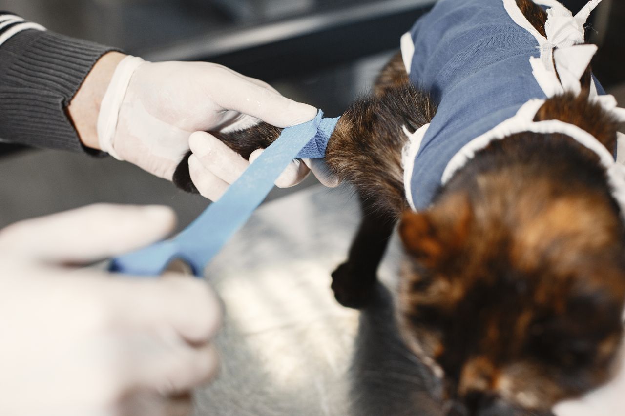 A veterinarian skillfully bandages a cats paw post-surgery in a clinic setting.