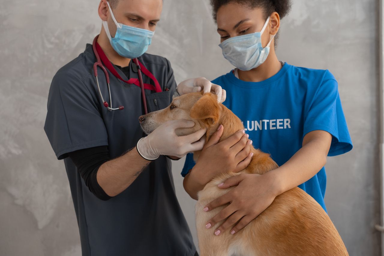 A veterinarian and volunteer perform a health check on a dog at a clinic.